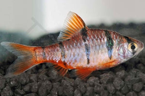 Fünfgürtelbarbe (Desmopuntius pentazona)