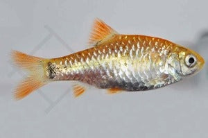 Messingbarbe/Brokatbarbe (Barbus schuberti)