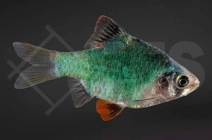 Moosbarbe (Barbus tetrazona)