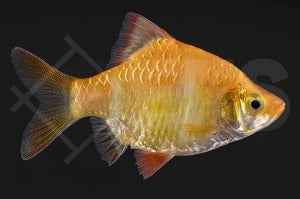 Sumatrabarbe 