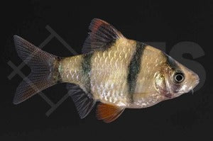 Sumatrabarbe (Barbus tetrazona)