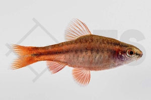 Bitterlingsbarbe (Puntius titteya)