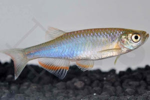 Schillerbärbling (Danio albolineatus)