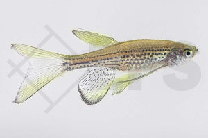 Schleierleopardbärbling (Danio frankei)