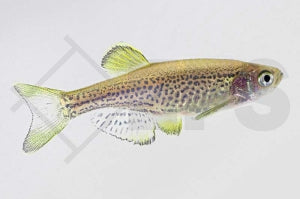 Leopardbärbling (Danio frankei)