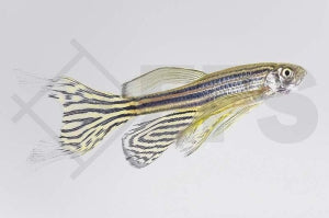 Schleierzebrabärbling (Danio rerio)
