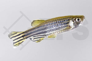 Zebrabärbling (Danio rerio)