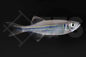Malabarbärbling (Devario aequipinnatus)