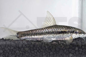 Siamesische Rüsselbarbe (Epalzeorhynchus siamensis)