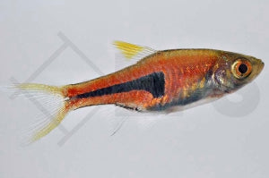 Espes Bärbling (Rasbora espei)