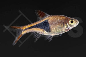 Keilfleckbarbe (Rasbora heteromorpha)