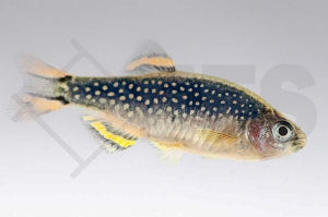 Perlhuhnbärbling (Danio margaritatus)