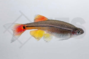 Schleierkardinal (Tanichthys albonubes)