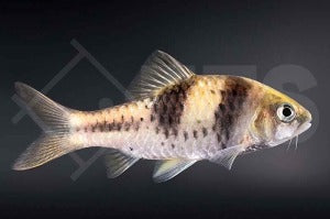 Kreuzbandbarbe Barbus (lateristriga zelleri)