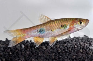 Schönflossenrasbora (Rasbora kalochroma)