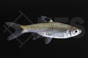 Augenfleckbärbling (Brevibora dorsiocellata)