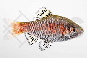 Odessabarbe (Pethia padamya)