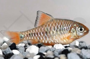 Eilandbarbe (Barbus oligolepis)