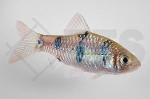 Clownbarbe (Barbodes dunckeri)