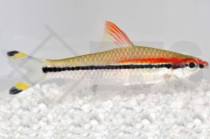 Rotstreifenbarbe (Sahyadria denisonii)