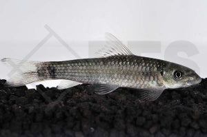Super Algenfresser (Garra hughi)