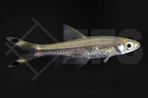 Glasbärbling (Rasbora trilineata)