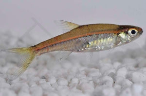 Rotstreifenbärbling (Trigonopoma pauciperforatum)