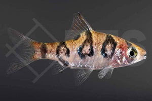 Rhombenbarbe (Desmopuntius rhomboocellatus)