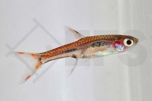 Mosquitorasbora (Boraras brigittae)