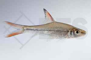 Schönflossen-Flussbarbe (Cyclocheilichthys janthochir)