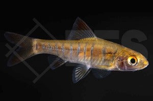 Blaustrichbarbe (Barbus barilioides)