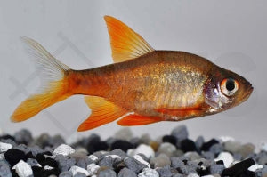 Roter Perlmuttbärbling (Rasbora vaterifloris red fire)