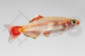 Kardinalfisch 