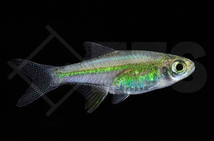 Neonbärbling (Microdevario kubotai)