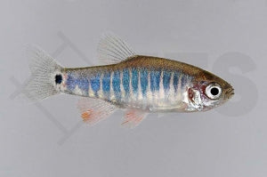 Querstreifen Zwergbärbling (Danio erythromicron)