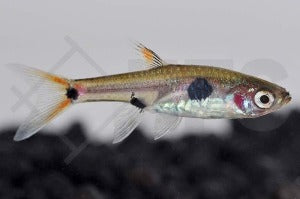 Zwergbärbling (Boraras maculatus)
