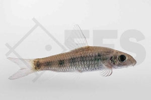 Gefleckter Algenfresser (Garra spilota)