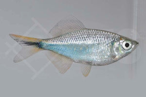 Türkisbärbling (Danio devario)