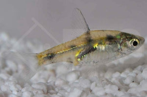 Fleckenbarbe (Pethia gelius)