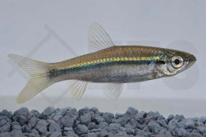 Schlankbärbling (Rasbora daniconius)