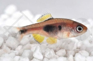 Schmetterlingsbarbe (Barbus hulstaerti)