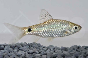 Sonnenfleckbarbe (Pethia stoliczkana)