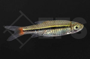 Rotschwanzbärbling (Rasbora borapetensis)