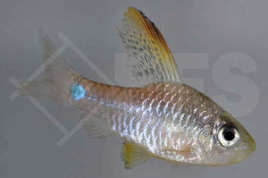 Indische Hochflossenbarbe (Oreichthys crenuchoides)
