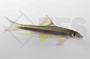 Schönflossige Rüsselbarbe (Epalzeorhynchos kalopterus)