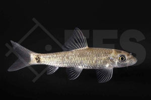 Glimmerlabeo (Crossocheilus latius)