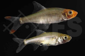 Nacktlaube (Sawbwa resplendens)