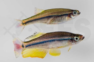 Vietnamesischer Kardinalfisch (Tanichthys micagemmae)