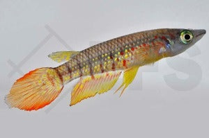 Streifenhechtling (Aplocheilus lineatus)