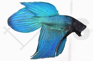 Kampffisch männlich (Betta splendens)